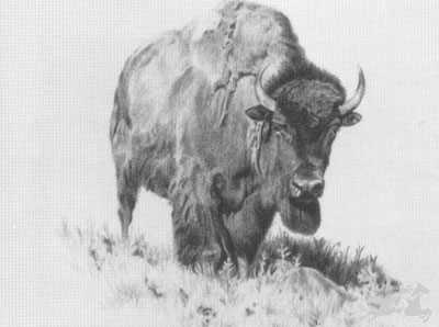 Mother Buffalo by Sheri Greves-Neilson Pricing Limited Edition Print image