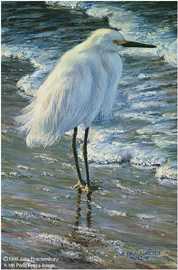 Dawn On Beach Egret by Amy Brackenbury Pricing Limited Edition Print image