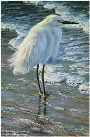 Dawn On Beach Egret by Amy Brackenbury Pricing Limited Edition Print image