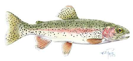 Rainbow Trout by Kevin E Pack Pricing Limited Edition Print image