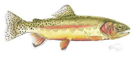 Golden Trout by Kevin E Pack Pricing Limited Edition Print image