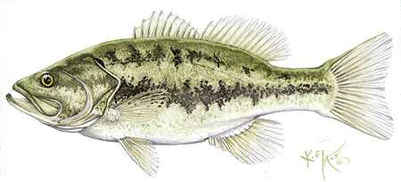 Largemouth Bass by Kevin E Pack Pricing Limited Edition Print image