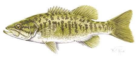 Smallmouth Bass by Kevin E Pack Pricing Limited Edition Print image