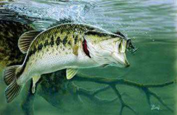 Largemouth Bass by Al Agnew Pricing Limited Edition Print image