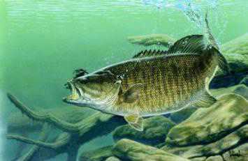 Smallmouth Bass by Al Agnew Pricing Limited Edition Print image