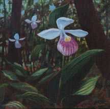 Showy Ladys Slipper by Stephen Henning Pricing Limited Edition Print image