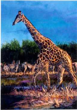 Giraffe by Terry Lee Pricing Limited Edition Print image