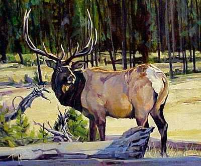 Yellowstone Elk by Terry Lee Pricing Limited Edition Print image