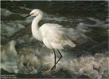 Island Shores Egret by Carl Brenders Pricing Limited Edition Print image