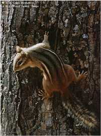 Narrow Escape Chipmunk by Carl Brenders Pricing Limited Edition Print image