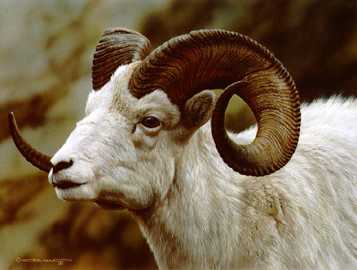 Dall Sheep Portrait by Carl Brenders Pricing Limited Edition Print image
