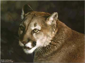 Close Up Cougar by Carl Brenders Pricing Limited Edition Print image