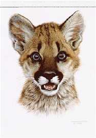 Cougar Cub Study by Carl Brenders Pricing Limited Edition Print image