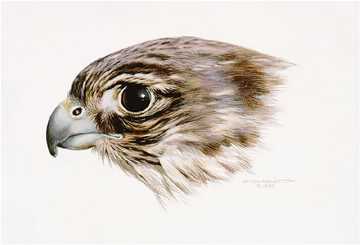 Female Merlin Study by Carl Brenders Pricing Limited Edition Print image