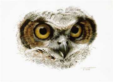 Great Hrnd Owl Studyso by Carl Brenders Pricing Limited Edition Print image