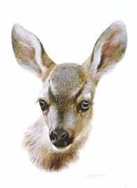 Mule Deer Fawn Studyso by Carl Brenders Pricing Limited Edition Print image