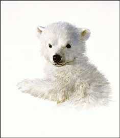 Polar Bear Cub Studyso by Carl Brenders Pricing Limited Edition Print image
