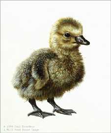 Gosling Study by Carl Brenders Pricing Limited Edition Print image