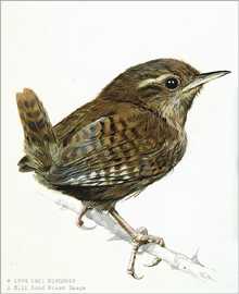 Wren Study by Carl Brenders Pricing Limited Edition Print image