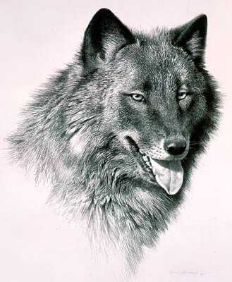 Black Wolf by Carl Brenders Pricing Limited Edition Print image