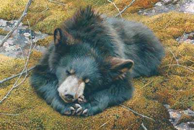 Bearly Asleep by Carl Brenders Pricing Limited Edition Print image