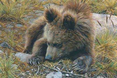 Bearly Awake by Carl Brenders Pricing Limited Edition Print image