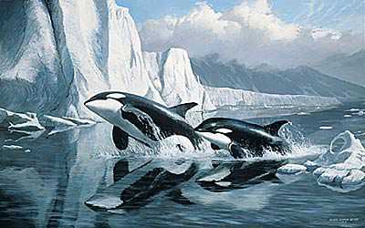 Glaciers Edge Orcas by Persis Clayton Weirs Pricing Limited Edition Print image