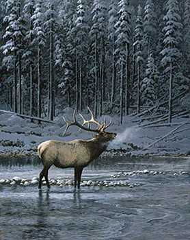 Lonesome Bull Elk by Persis Clayton Weirs Pricing Limited Edition Print image