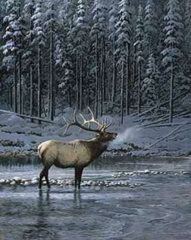 Lonesome Bull Elk Limited Edition Print by Persis Clayton Weirs Pricing ...