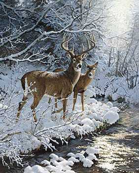 Creekside Whtldeer by Persis Clayton Weirs Pricing Limited Edition Print image
