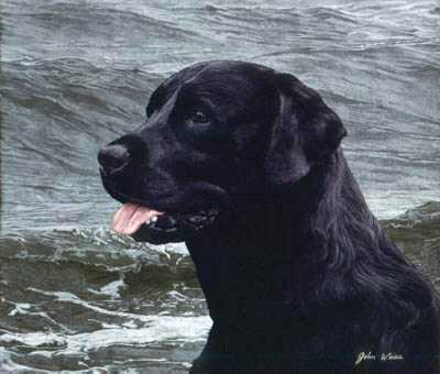 Black Labrador by John Weiss Pricing Limited Edition Print image
