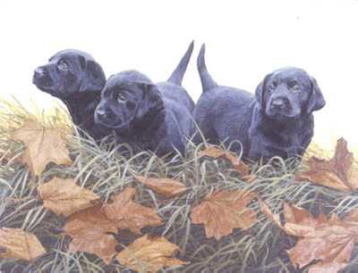 Lab Puppies by John Weiss Pricing Limited Edition Print image