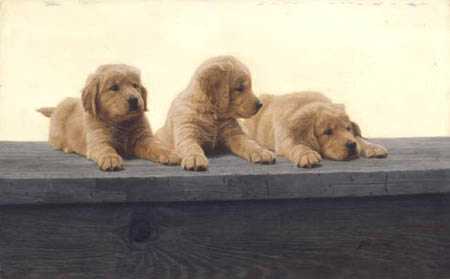 Golden Ret Pup by John Weiss Pricing Limited Edition Print image