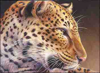 A Leopard Lin by Linda Rossin Pricing Limited Edition Print image