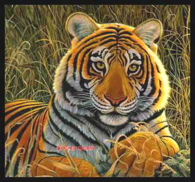 Tiger Eyes by Diane Querry Pricing Limited Edition Print image