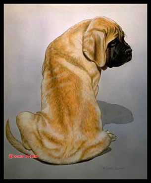 Ramses Mastiff by Diane Querry Pricing Limited Edition Print image