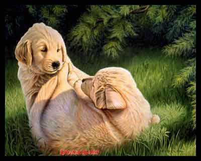 Playtime Golden Ret by Diane Querry Pricing Limited Edition Print image