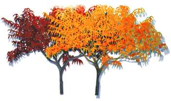 Autumn Trees by Babette Bloch Pricing Limited Edition Print image