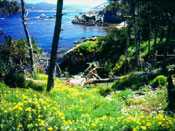 Point Lobos Pastoral by Allan Montaine Pricing Limited Edition Print image