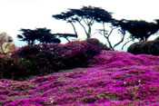 Lavendar Pacifc Groove by Allan Montaine Pricing Limited Edition Print image