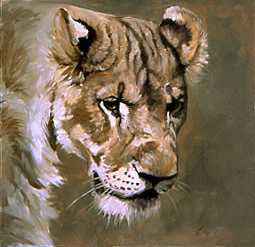 Lioness Study I by Kindrie Grove Pricing Limited Edition Print image