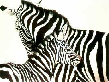 Zebra Mare & Foal by Kindrie Grove Pricing Limited Edition Print image