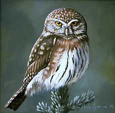 Northern Pygmy Owl by Kindrie Grove Pricing Limited Edition Print image