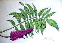Sumac by Sheila Rickard Pricing Limited Edition Print image