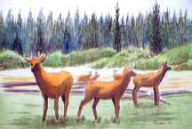 Wild Elk by Sheila Rickard Pricing Limited Edition Print image