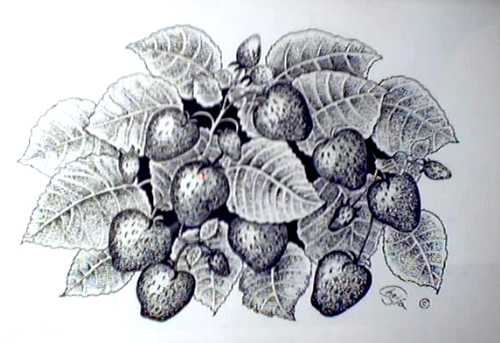 Strawberries by Sheila Rickard Pricing Limited Edition Print image