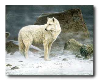 High Arctic Wolf by Scott Zoellick Pricing Limited Edition Print image