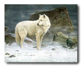 High Arctic Wolf by Scott Zoellick Pricing Limited Edition Print image