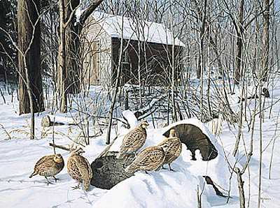 Winter Shelter Bobw by David A Maass Pricing Limited Edition Print image