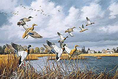 Prairie Marsh Mallards by David A Maass Pricing Limited Edition Print image